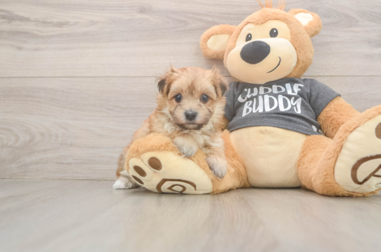 Fluffy Morkie Designer Pup