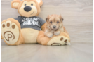 Little Maltese Yorkie Mix Designer Puppy