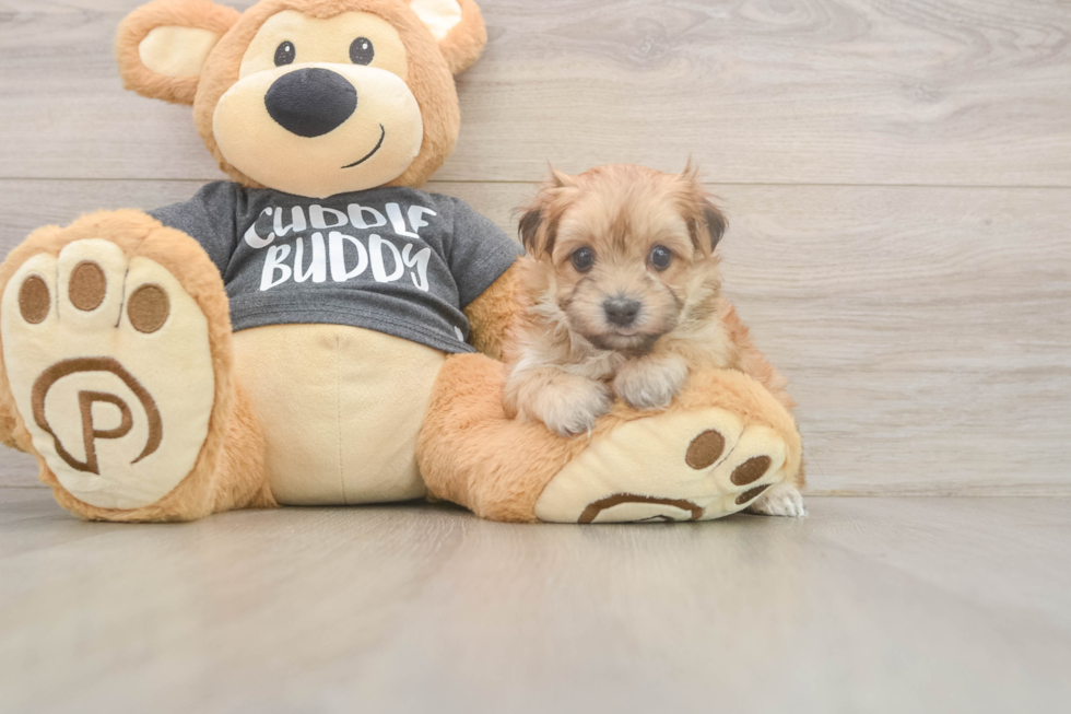 Little Maltese Yorkie Mix Designer Puppy