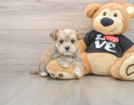 6 week old Morkie Puppy For Sale - Premier Pups