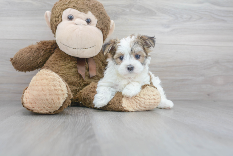 Morkie Puppy for Adoption