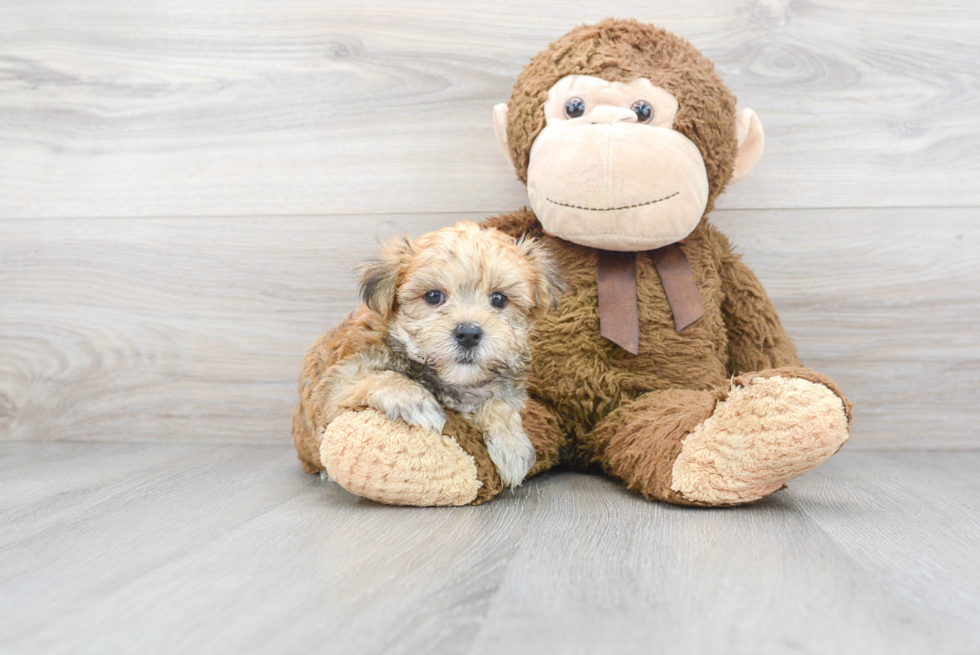 Morkie Pup Being Cute