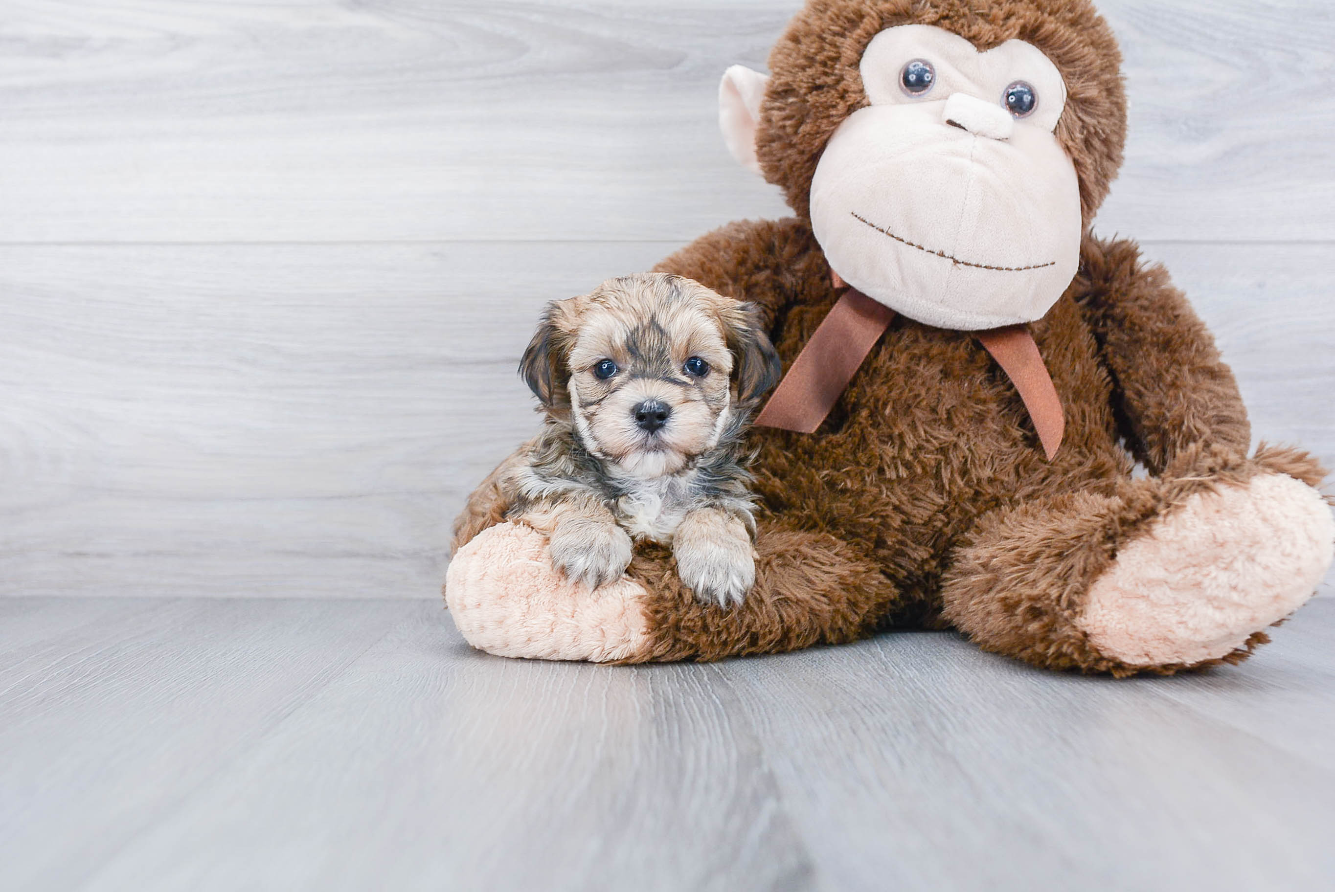 Happy Morkie Baby