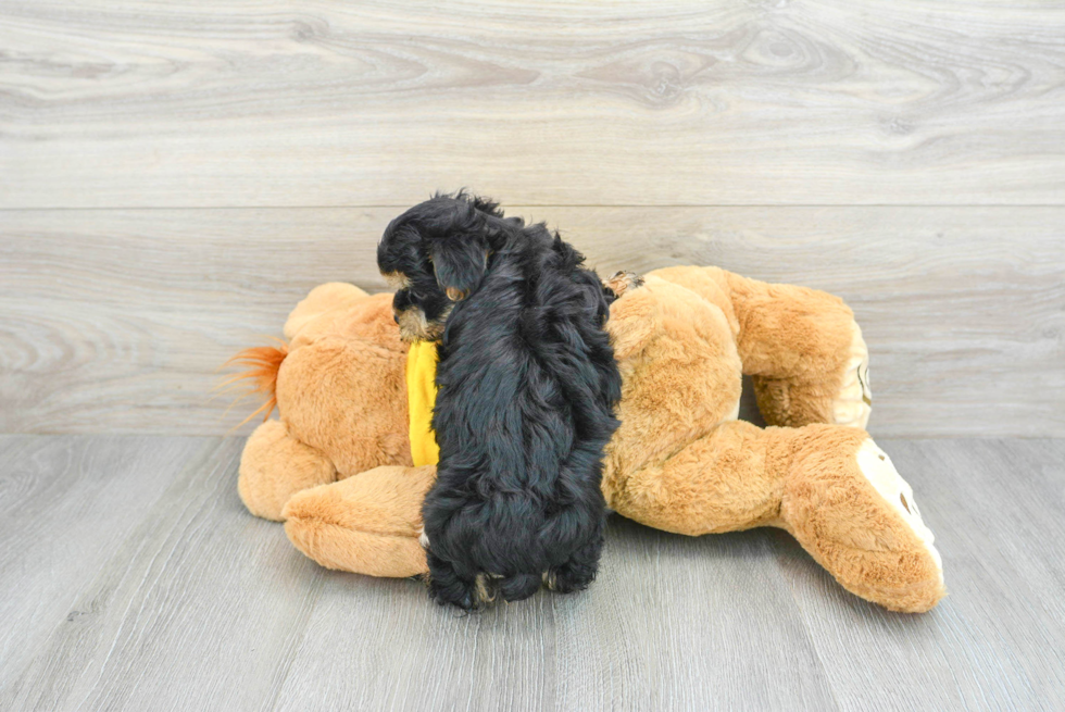 Morkie Pup Being Cute