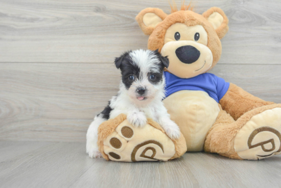 Playful Yorkie Designer Puppy