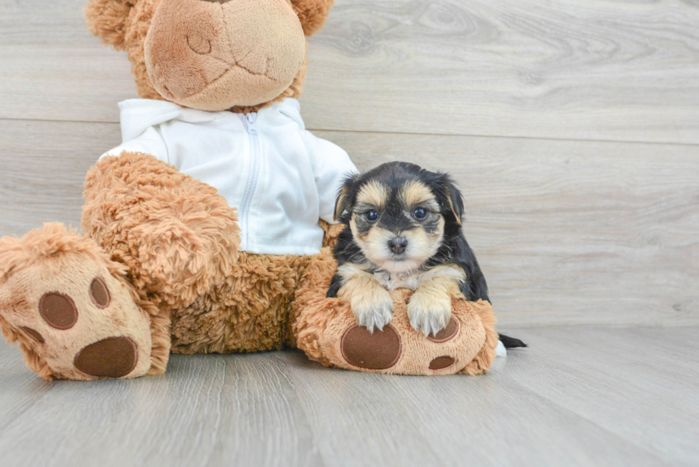 Morkie Puppy for Adoption