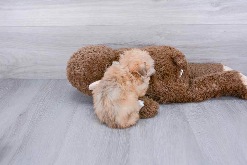 Morkie Pup Being Cute