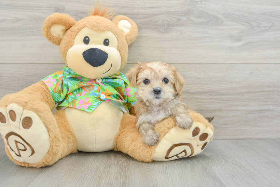 Adorable Maltese Yorkie Mix Designer Puppy