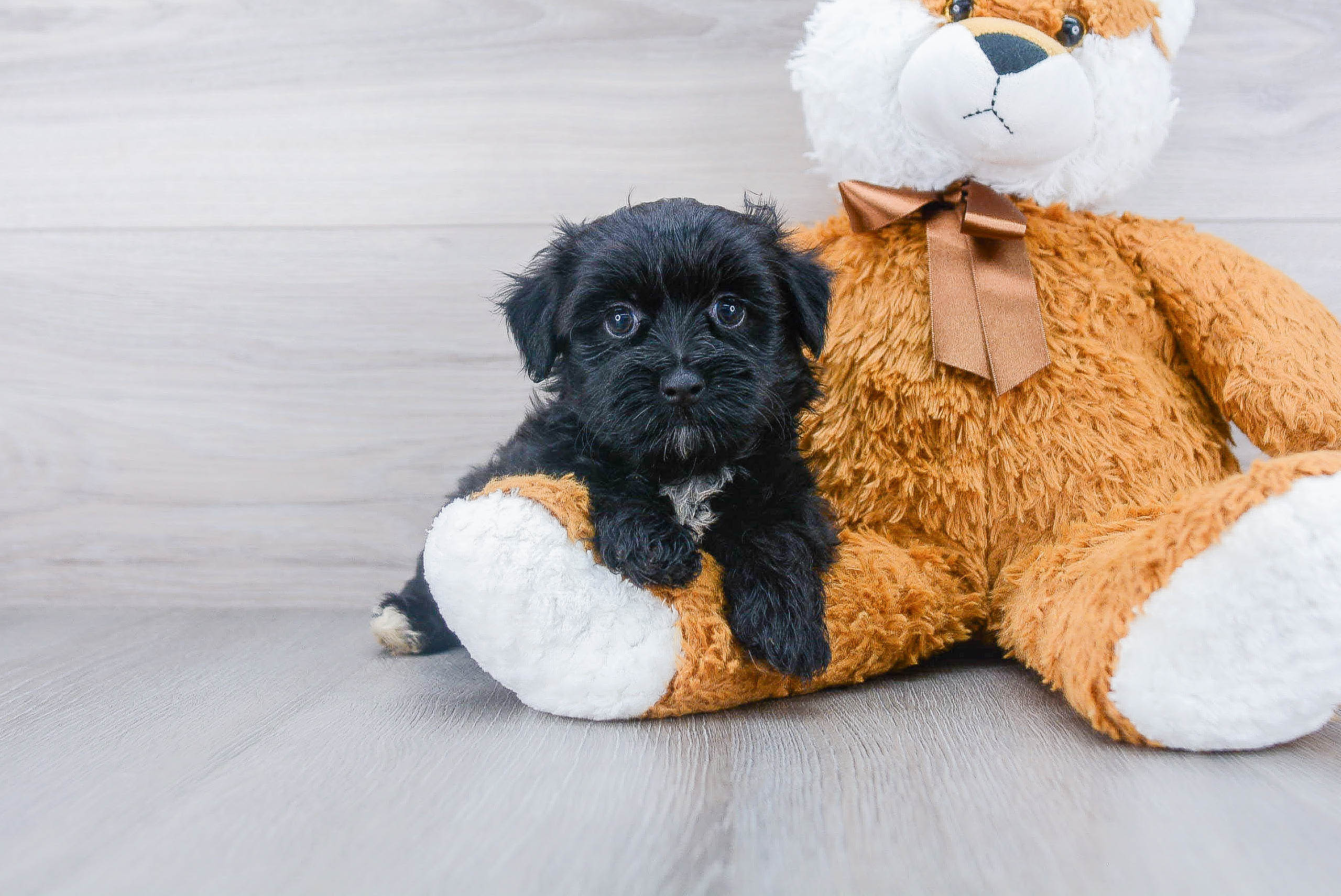 Best Morkie Baby