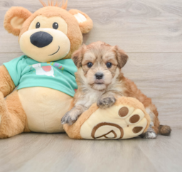 6 week old Morkie Puppy For Sale - Premier Pups