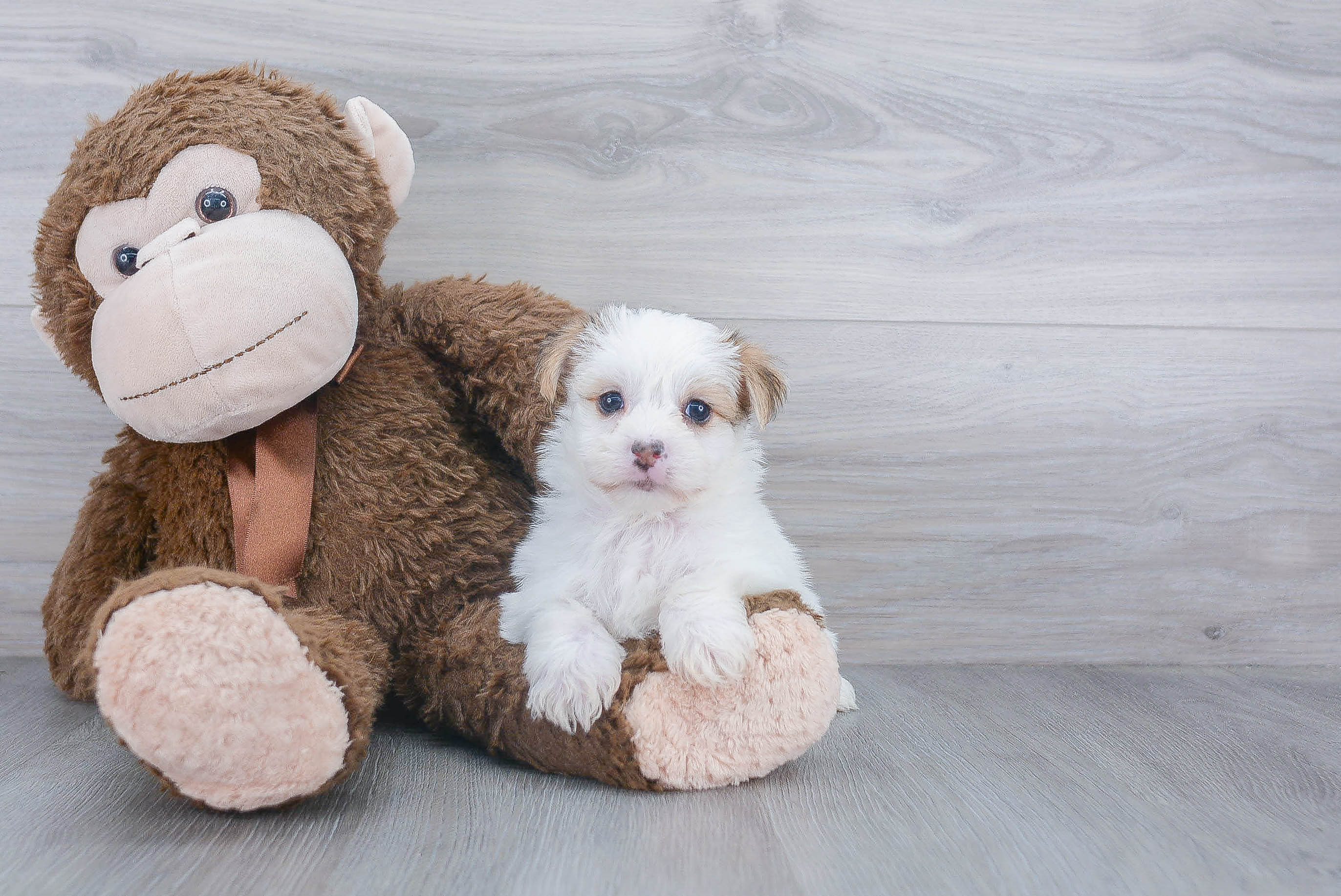 Morkie Pup Being Cute