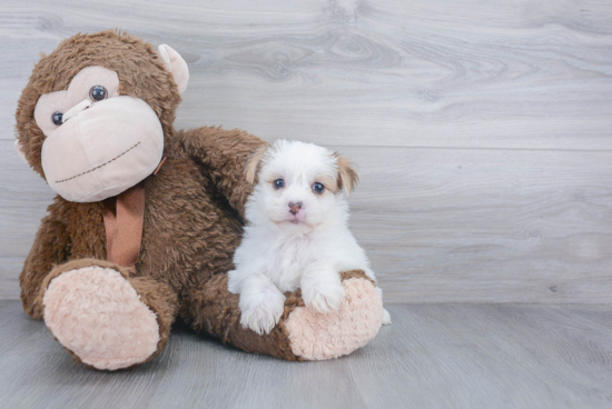 Morkie Pup Being Cute