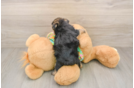 Best Morkie Baby
