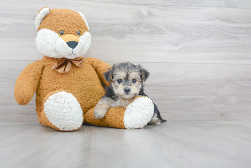 Morkie Pup Being Cute