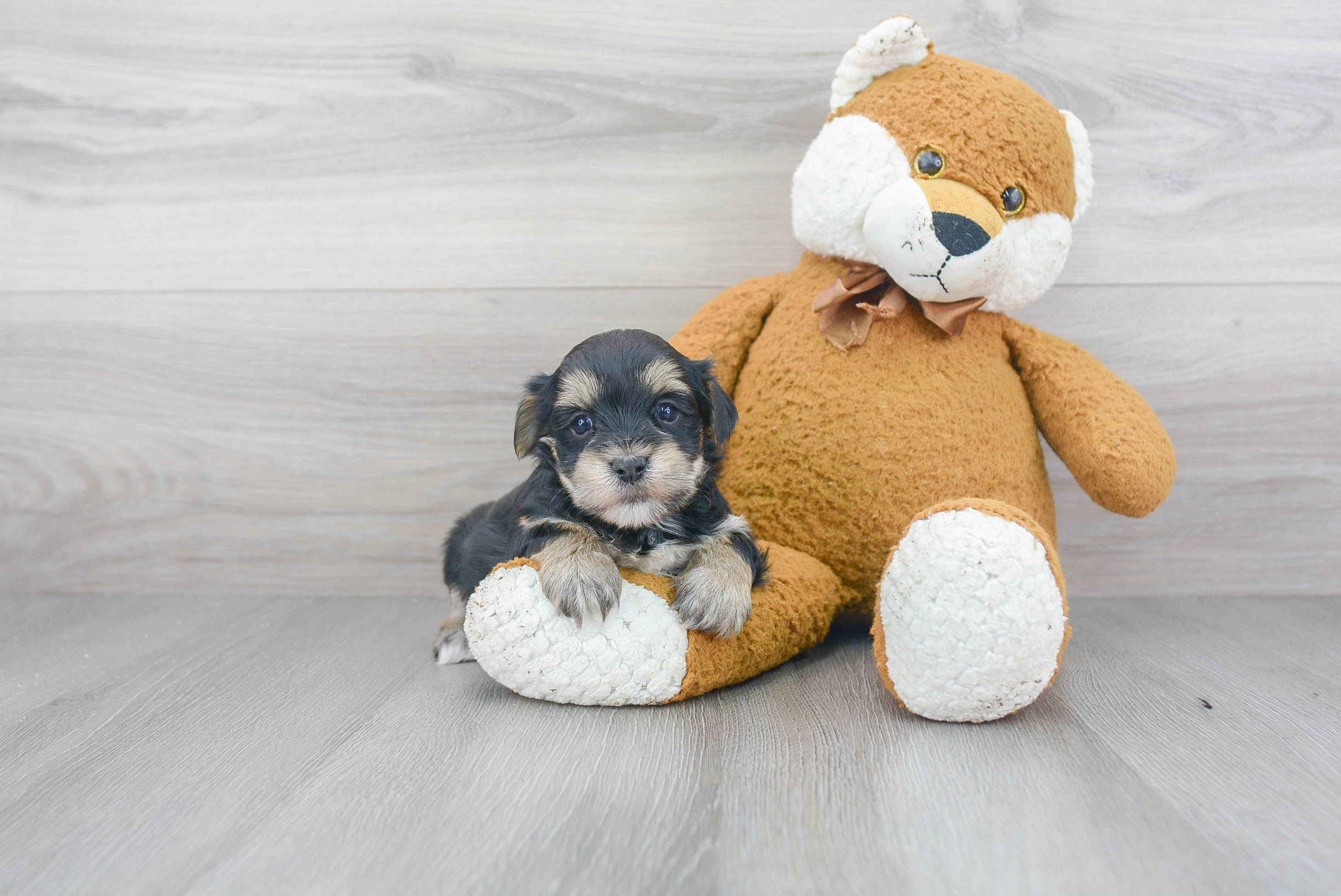 Best Morkie Baby