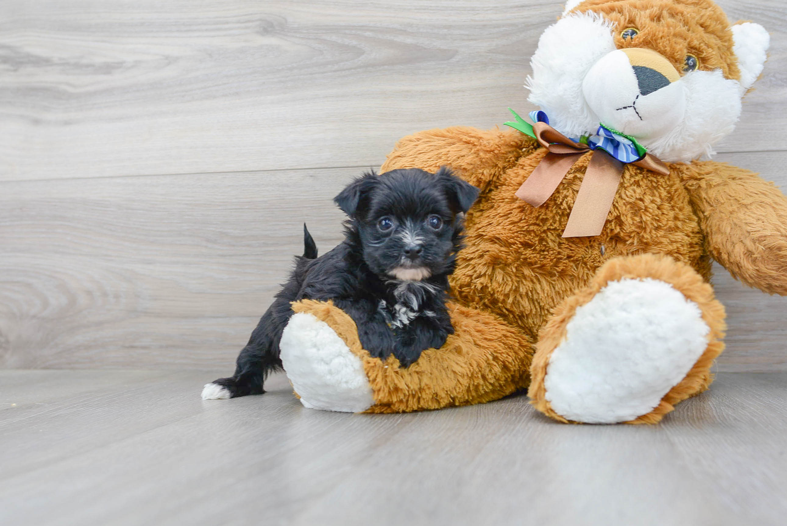 Morkie Puppy for Adoption