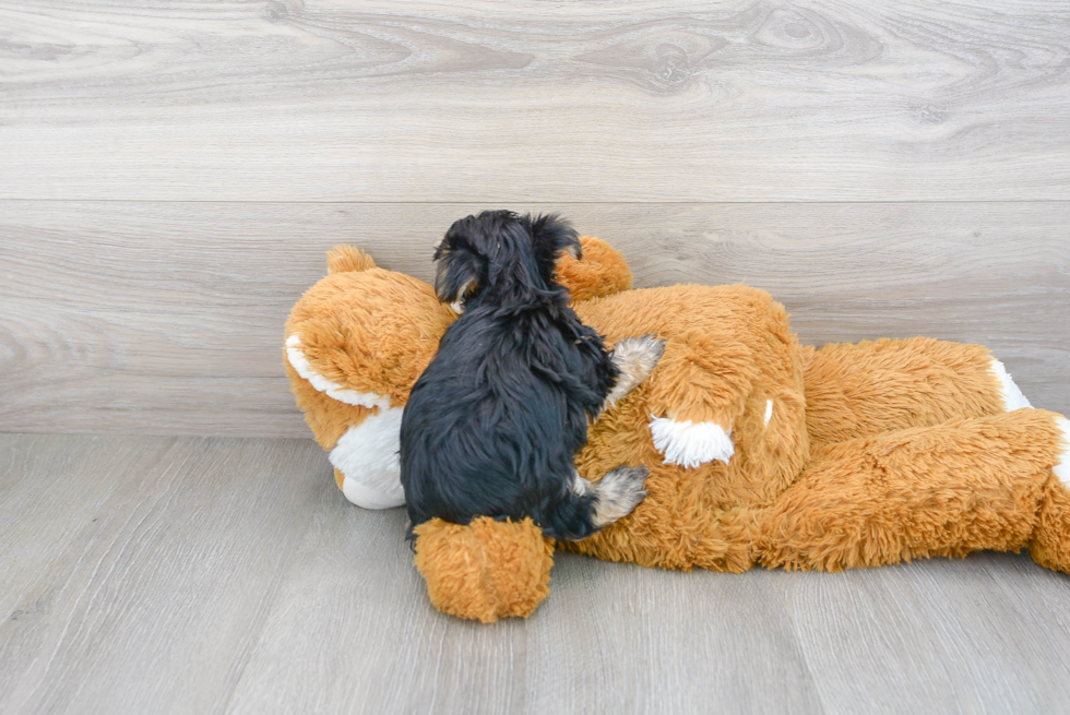 Morkie Pup Being Cute