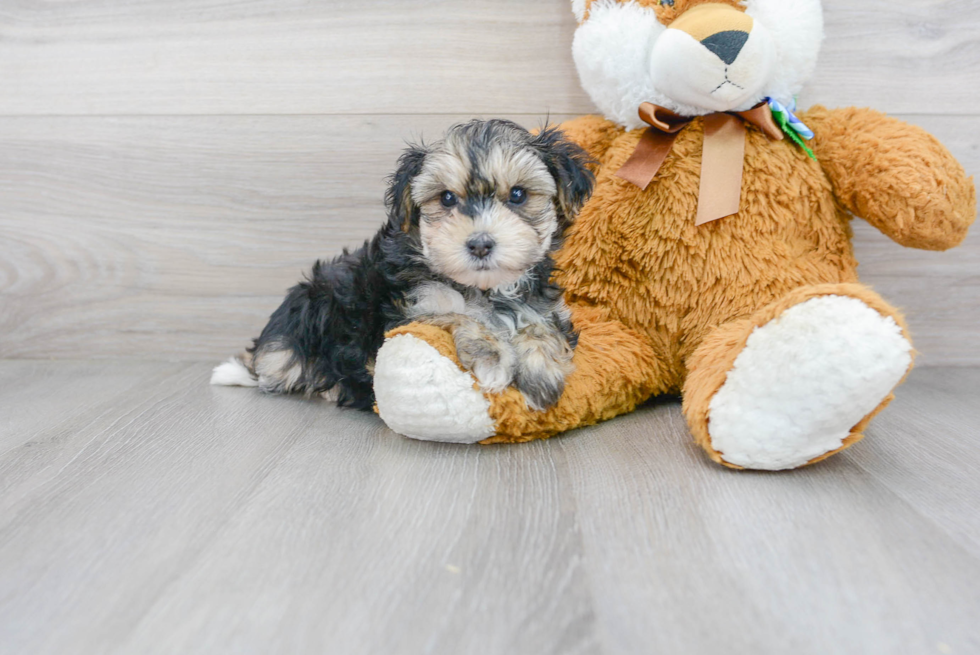 Morkie Puppy for Adoption