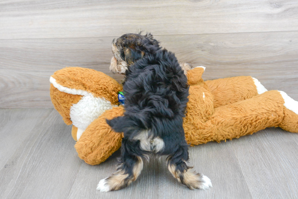 Friendly Morkie Baby