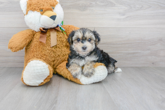 Morkie Pup Being Cute