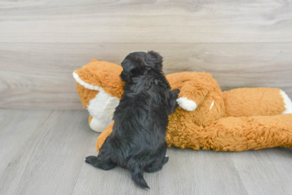 Morkie Pup Being Cute