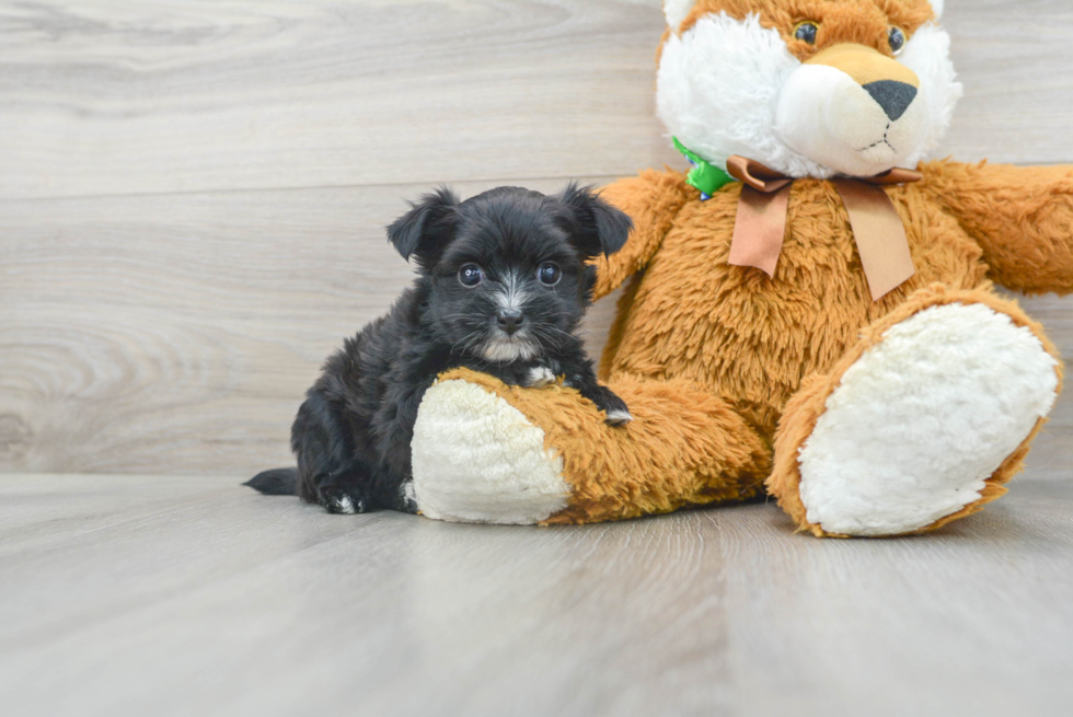 Little Yorkie Designer Puppy