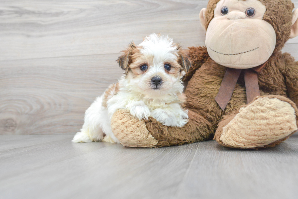 Energetic Yorkie Designer Puppy