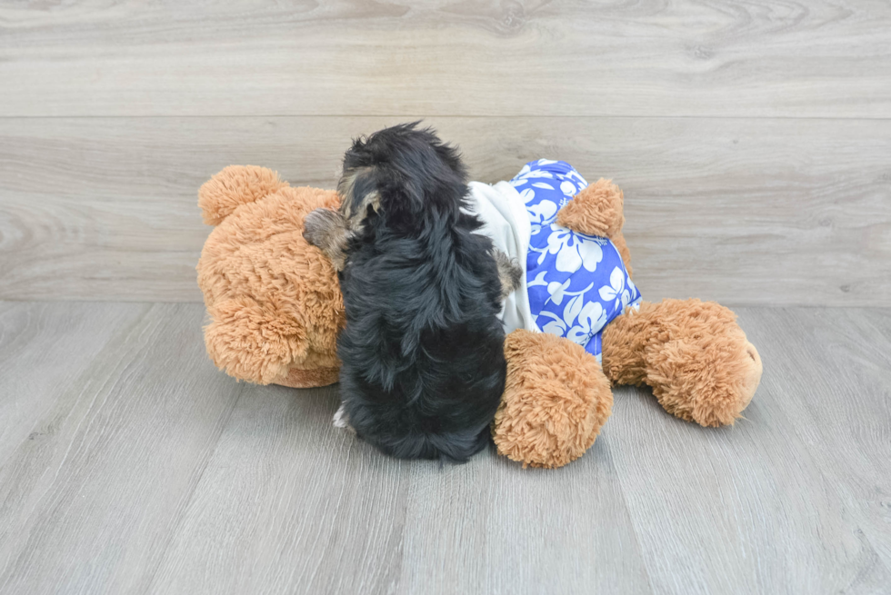 Best Morkie Baby