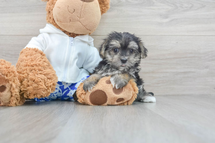 Best Morkie Baby