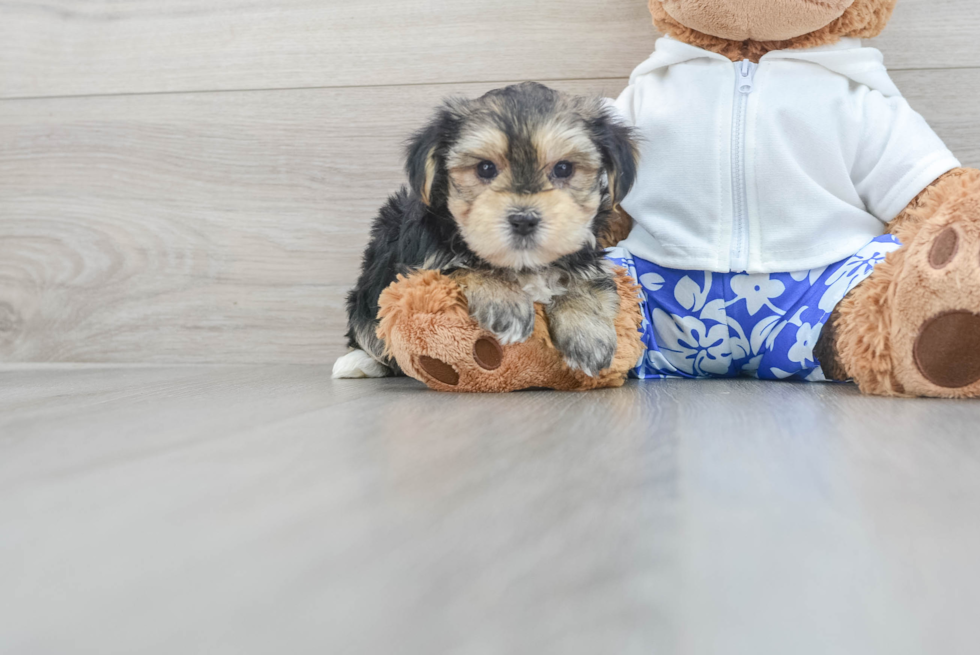 Morkie Pup Being Cute