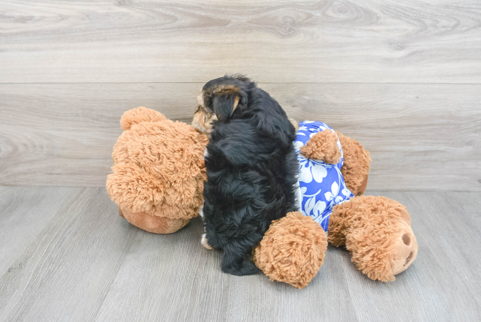 Small Morkie Baby