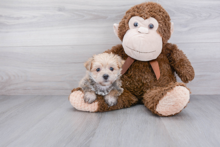 Morkie Pup Being Cute