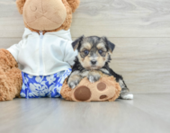 8 week old Morkie Puppy For Sale - Premier Pups