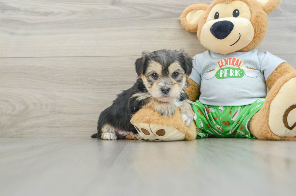 5 week old Morkie Puppy For Sale - Premier Pups