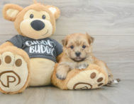 5 week old Morkie Puppy For Sale - Premier Pups