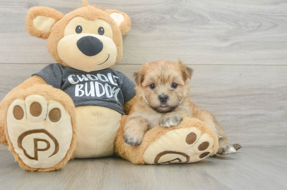 5 week old Morkie Puppy For Sale - Premier Pups