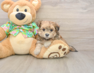 6 week old Morkie Puppy For Sale - Premier Pups