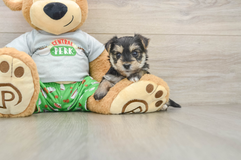 Friendly Morkie Baby