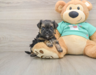 5 week old Morkie Puppy For Sale - Premier Pups