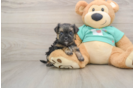 Best Morkie Baby