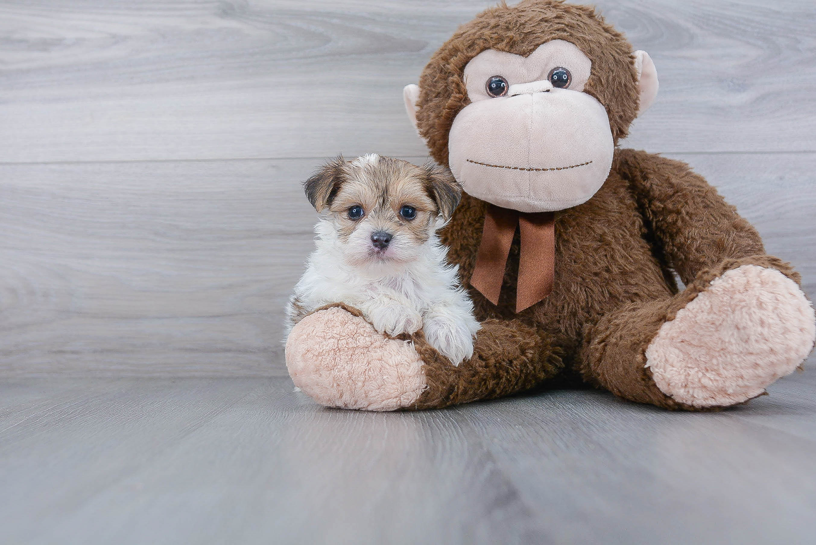 Sweet Morkie Baby