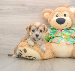 5 week old Morkie Puppy For Sale - Premier Pups