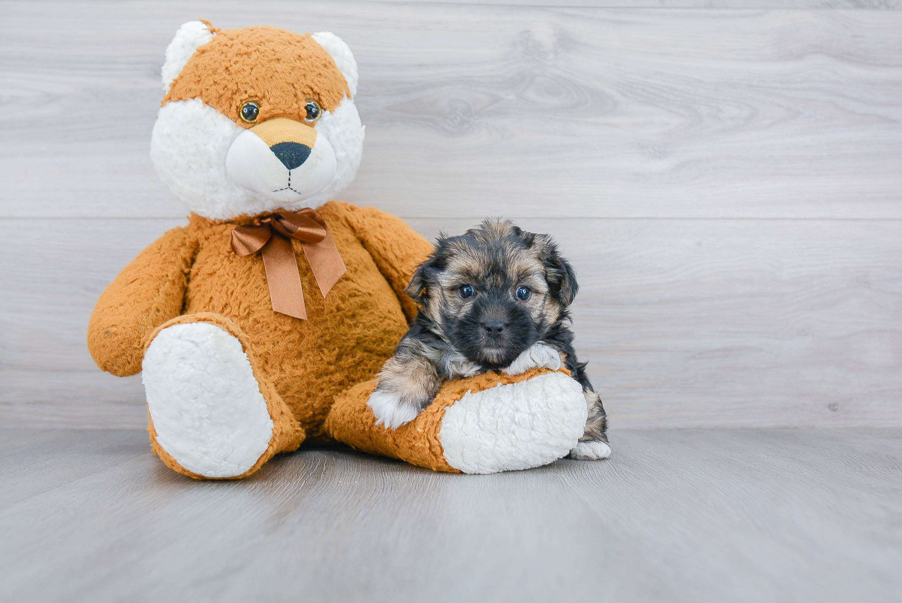 Morkie Puppy for Adoption