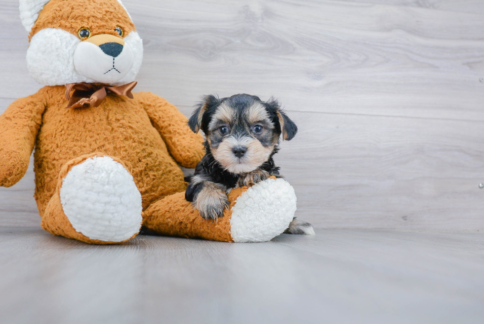 Fluffy Morkie Designer Pup