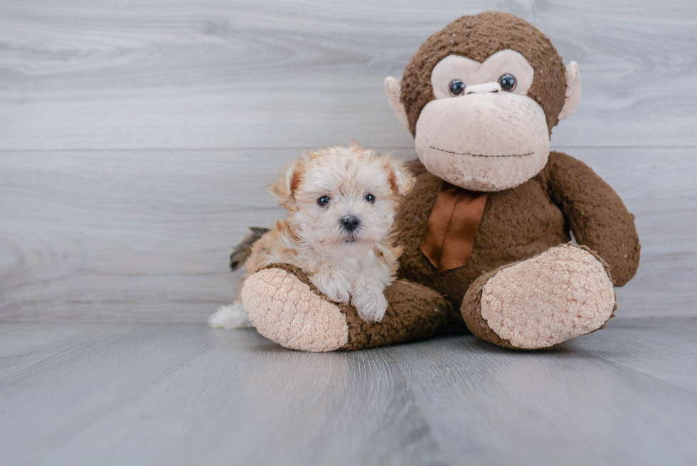 Playful Yorkie Designer Puppy