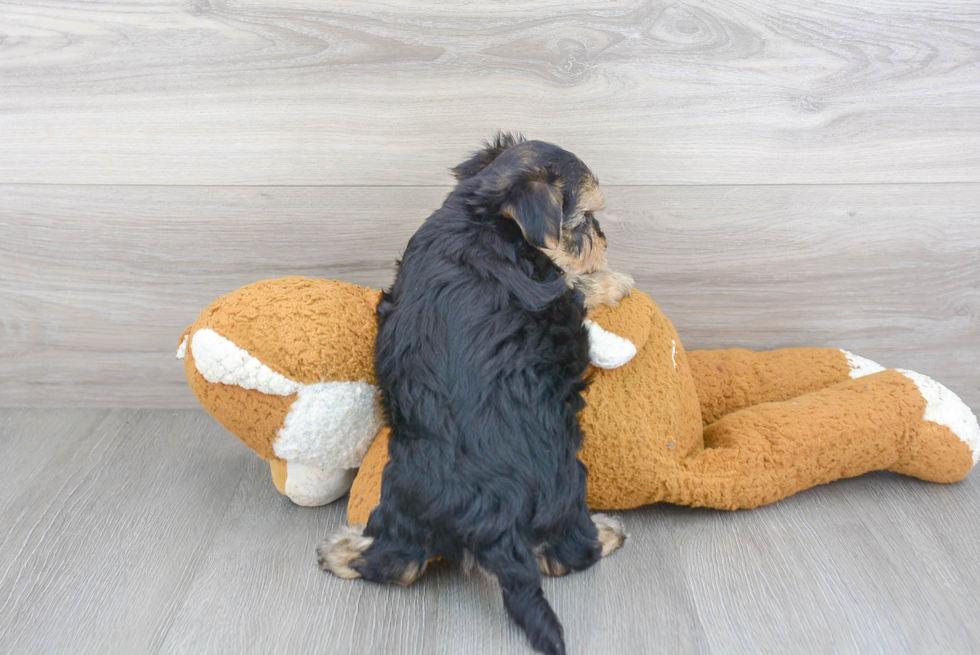 Friendly Morkie Baby