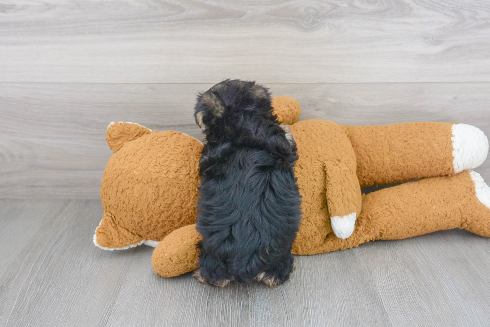 Morkie Pup Being Cute