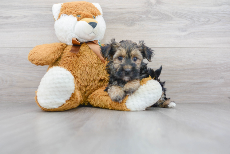 Best Morkie Baby