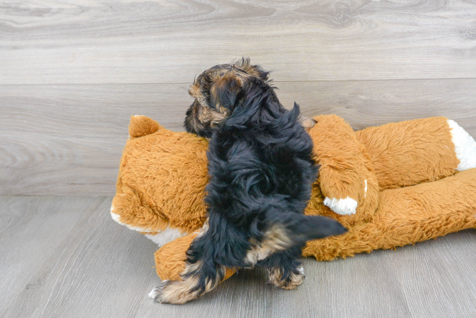 Cute Yorkie Designer Puppy