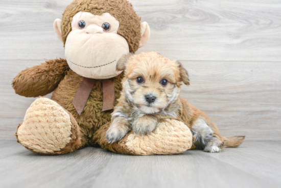 Morkie Pup Being Cute